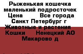 Рыженькая кошечка маленький подросточек › Цена ­ 10 - Все города, Санкт-Петербург г. Животные и растения » Кошки   . Ненецкий АО,Макарово д.